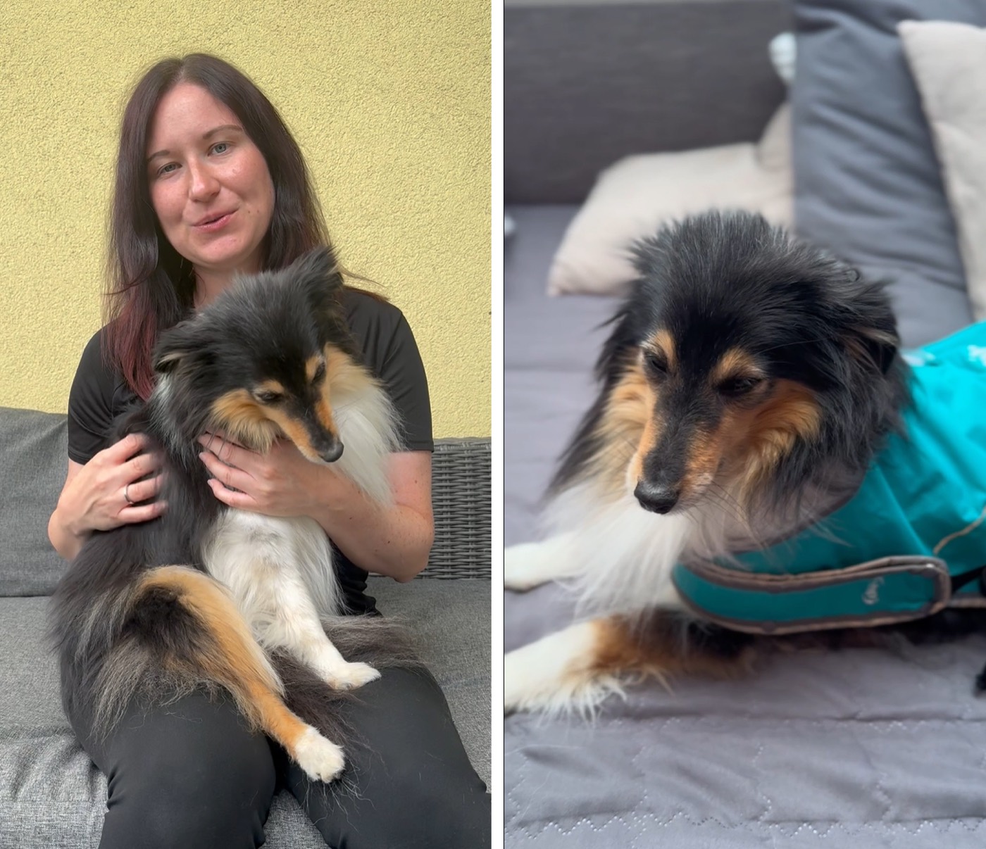 Honden ontspannen met het ANDUPET-jasje aan, voor en na